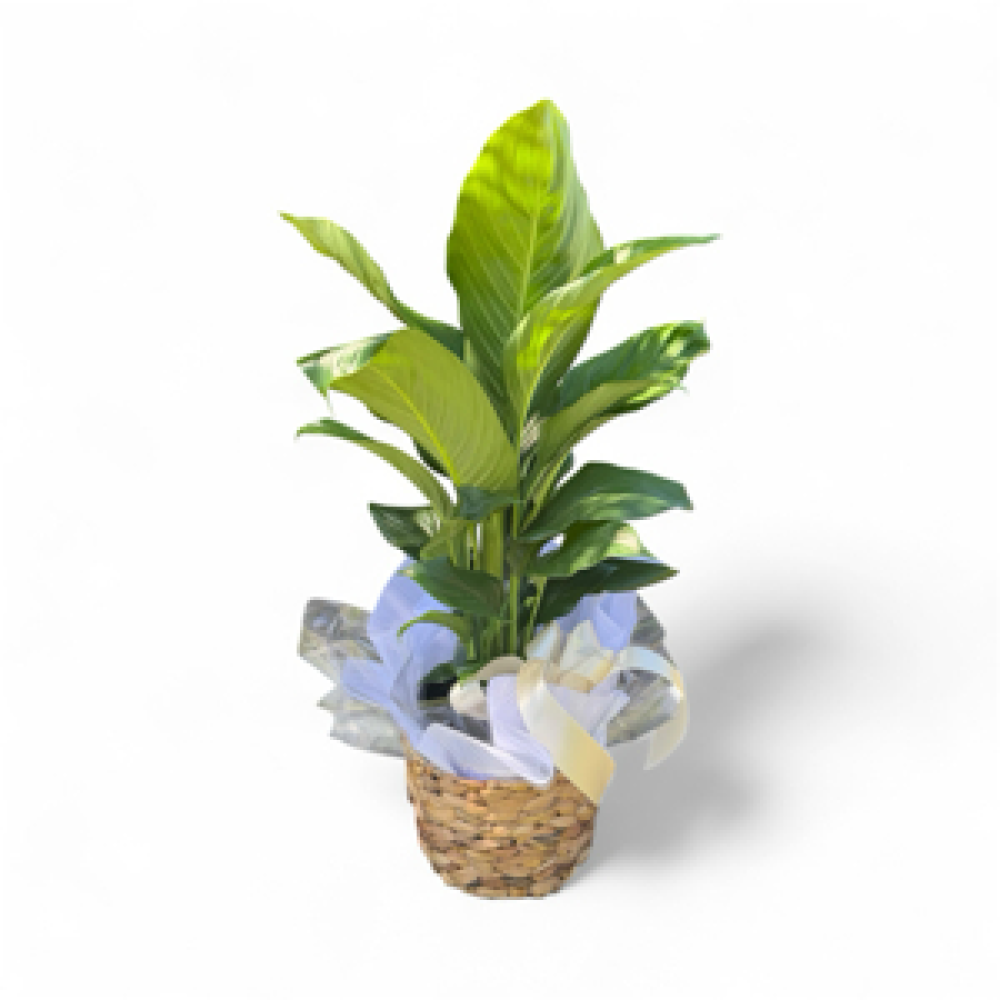 House plants